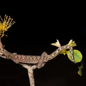 Slim Velvet Gecko