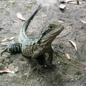 Small Australian Lizard Print, Mt Kuringai Area
