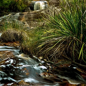Small Creek in Karri Forest