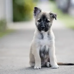 Australian Views Print: German Shepherd Puppy on Footpath