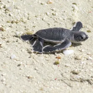 Small sea turtle on beach