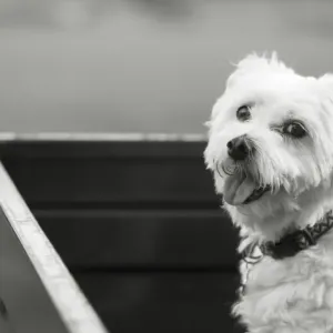 Small White Dog Print