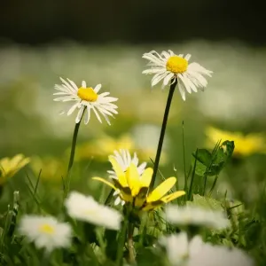 Two small white lawn daisies