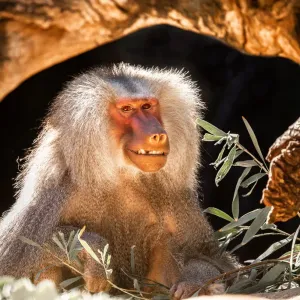 Smiling Baboon Print from Australian Views