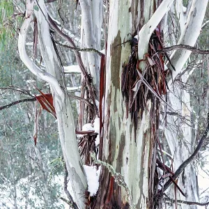 Snow Fields with snow on the Australian Gum trees