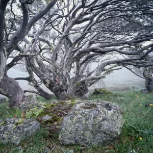 Snow gum trees (Eucalyptus niphophila) growing next to rocks