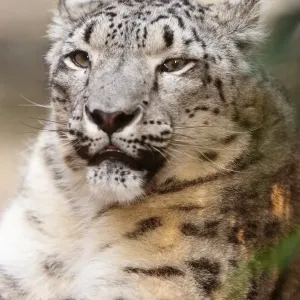 Snow Leopard