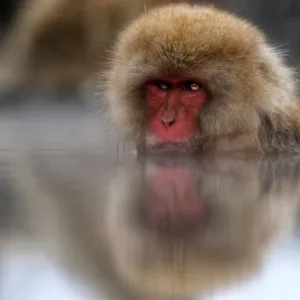 Snow monkey print in still water reflection