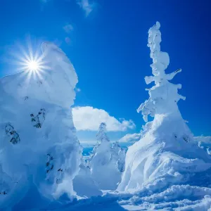 Snow rime with sunlight, Zao, Yamagata, Japan