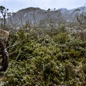 Snowfall at the Labyrinth, Lake St Clair, Tasmania