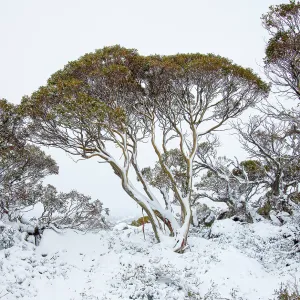 Snowgum trees with snow