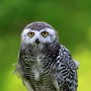 Snowy Owl, (Nyctea scandiaca)