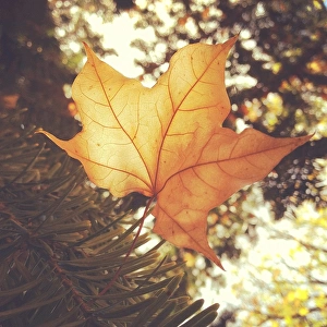 Soft autumn leaf