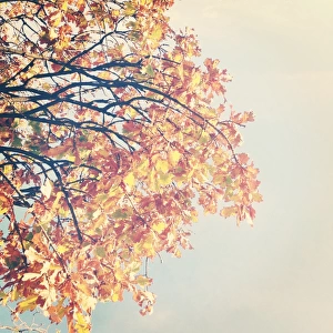Soft light shining on golden autumn leaves