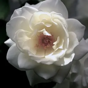 Soft white rose with a hint of sunshine