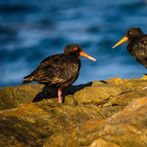 Sooty Oystercatchers at William Bay National Park