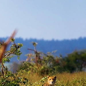 A South African Cheetah Chilling Out in the Bush, Kruger National Park, South Africa n
