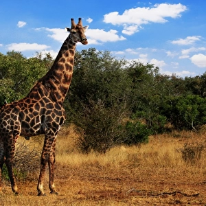 South African Giraffe, Kruger National Park, South Africa