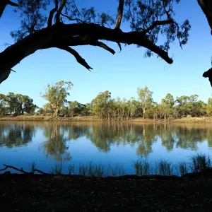 South Australia, Australian, Australia, river, Murray River, River Murray, gum tree South Australia, Australian, Australia, river, Murray River, River Murray, gum tree