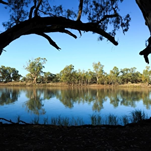 South Australia, Australian, Australia, river, Murray River, River Murray, gum tree