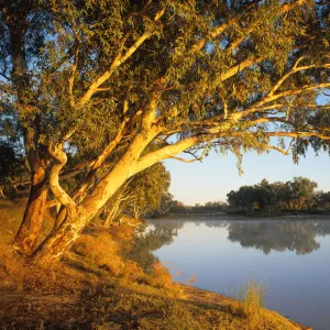 South Australia, river red gum trees beside Cooper Creek at sunrise