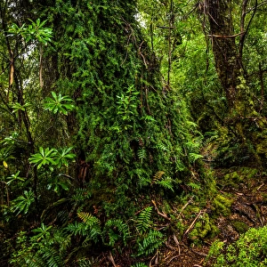 South Cape Range forest at South Coast track, Southwest Tasmania