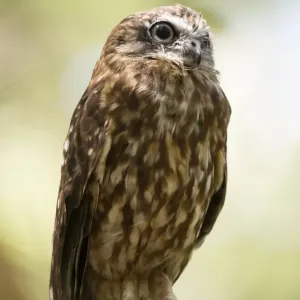 Southern Boobook owl Southern Boobook owl