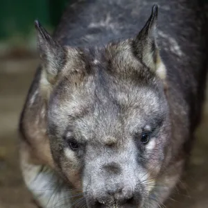 Australian Animals Fine Art Print Collection: Wombat