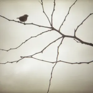 Sparrow
