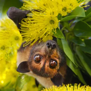 Spectacled Flying Fox Print Spectacled Flying Fox Print
