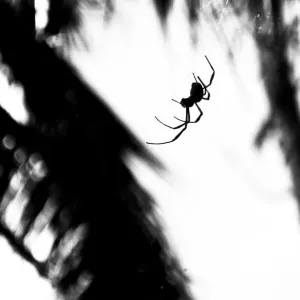 Spider silhouette