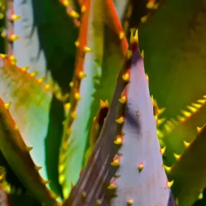 Australian Views Print: Spikey Cacti with Blooming Flowers Australian Views Print: Spikey Cacti with Blooming Flowers