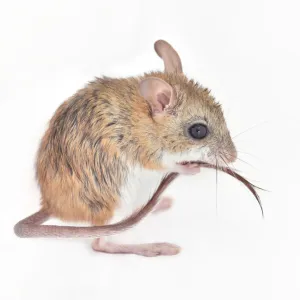 Spinifex Hopping Mouse