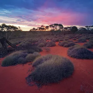 Spinifex and mallee habitat at sunset in Yathong