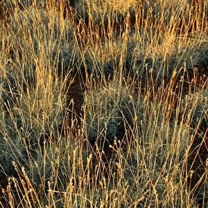 Spinifex in the Sun