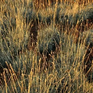 Spinifex Grass Print at Sunset