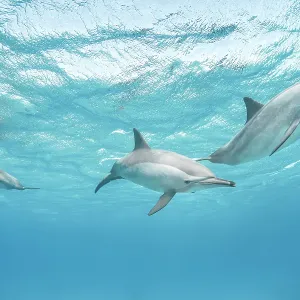 Spinner Dolphins Spinner Dolphins