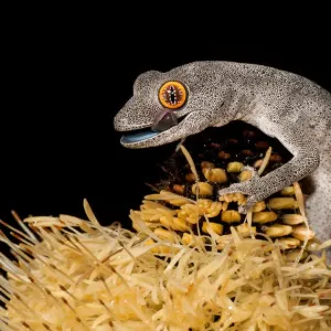 Spiny-tailed Gecko on Banksia