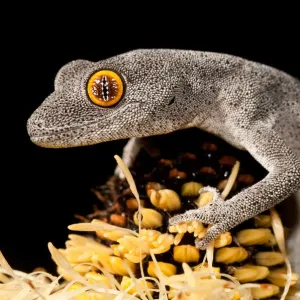 Gecko à queue épineuse sur Banksia.