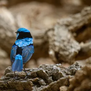 Splendid fairy wren