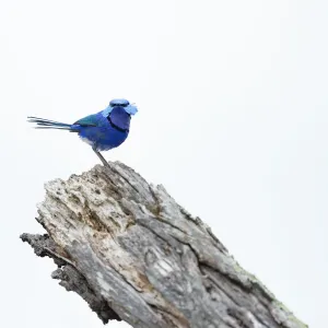 Splendid Fairy-wren male
