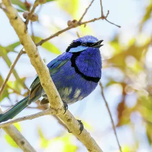 Splendid Fairywren - Malurus splendens Splendid Fairywren - Malurus splendens