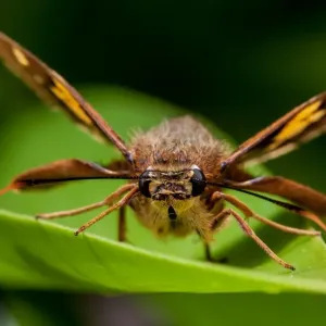 Splendid Ochre Moth Splendid Ochre Moth