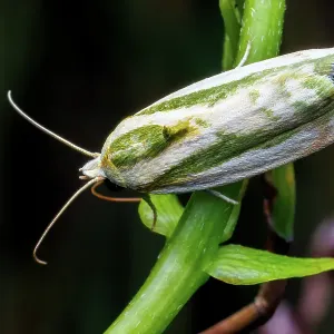 Spotted boll worm - Moth Spotted boll worm - Moth