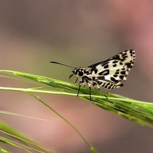 A Spotted Skipper on a grasshead A Spotted Skipper on a grasshead