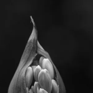 spring, agapanthus, lily of the nile, emerging, garden (grounds - front or back yard)