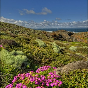 Spring blooms at Devils Gap, King Island, Bass Strait, Tasmania, Australia