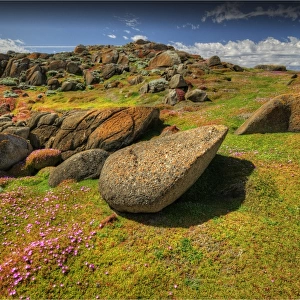 Spring blooms of Pig-face (Carpobrotus) cover the area like a colourful carpet, Disappointment Bay, King Island Tasmania