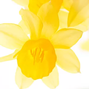 Spring flowering daffodil flowers