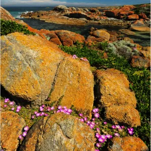 Spring-time blooms of Carpobrotus glaucescens, King Island, Bass Strait, Tasmania, Australia